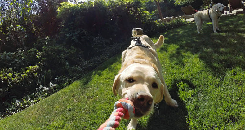 Lleva al extremo a tus mascotas con GoPro Fetch