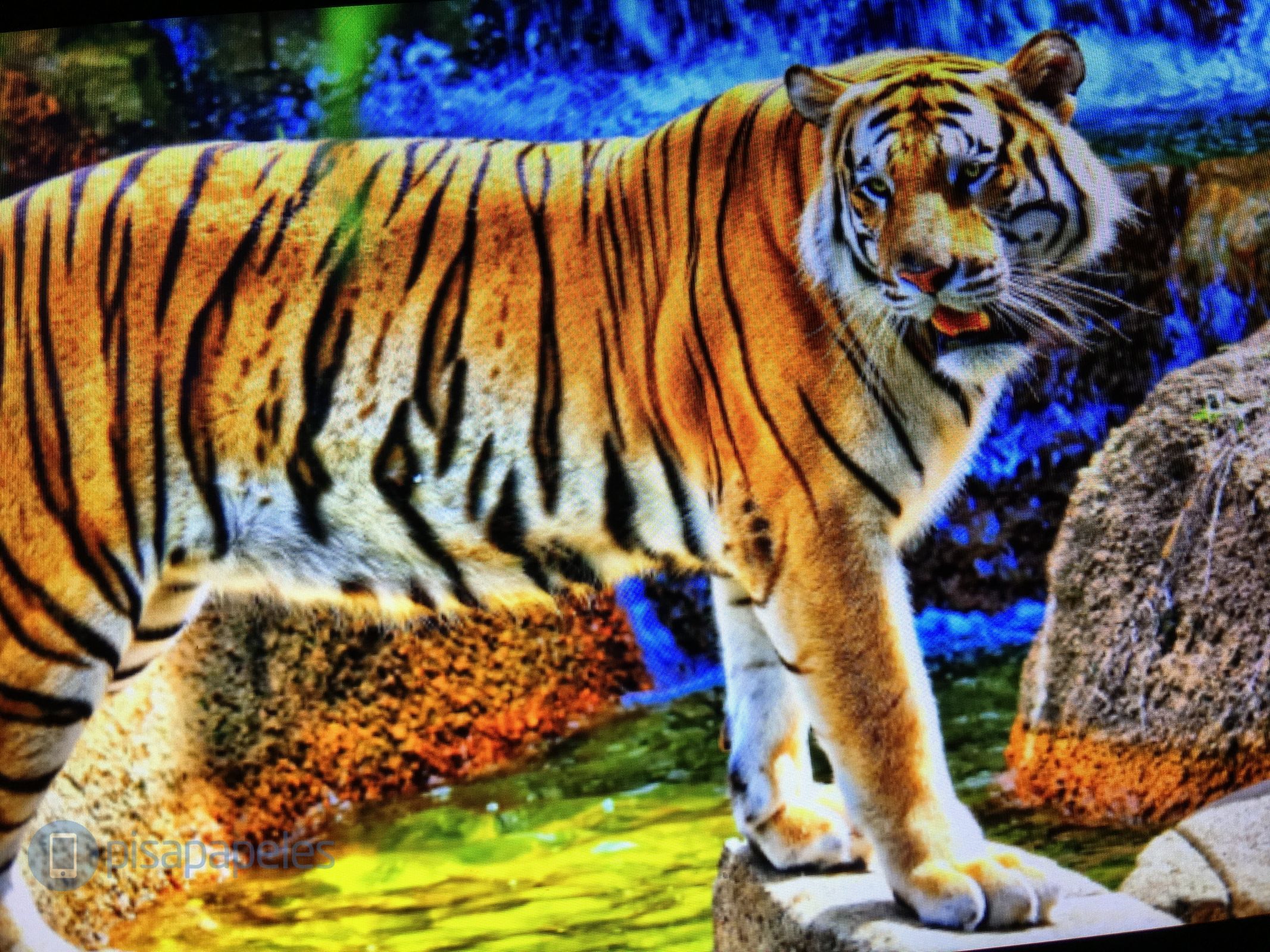 ELEMENTT FLASH PISAPAPELES.NET _1