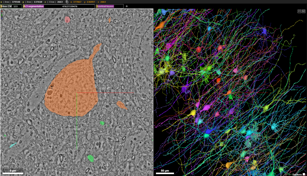 Así es el nuevo mapa en 3D del cerebro humano hecho por Google y la Universidad de Harvard