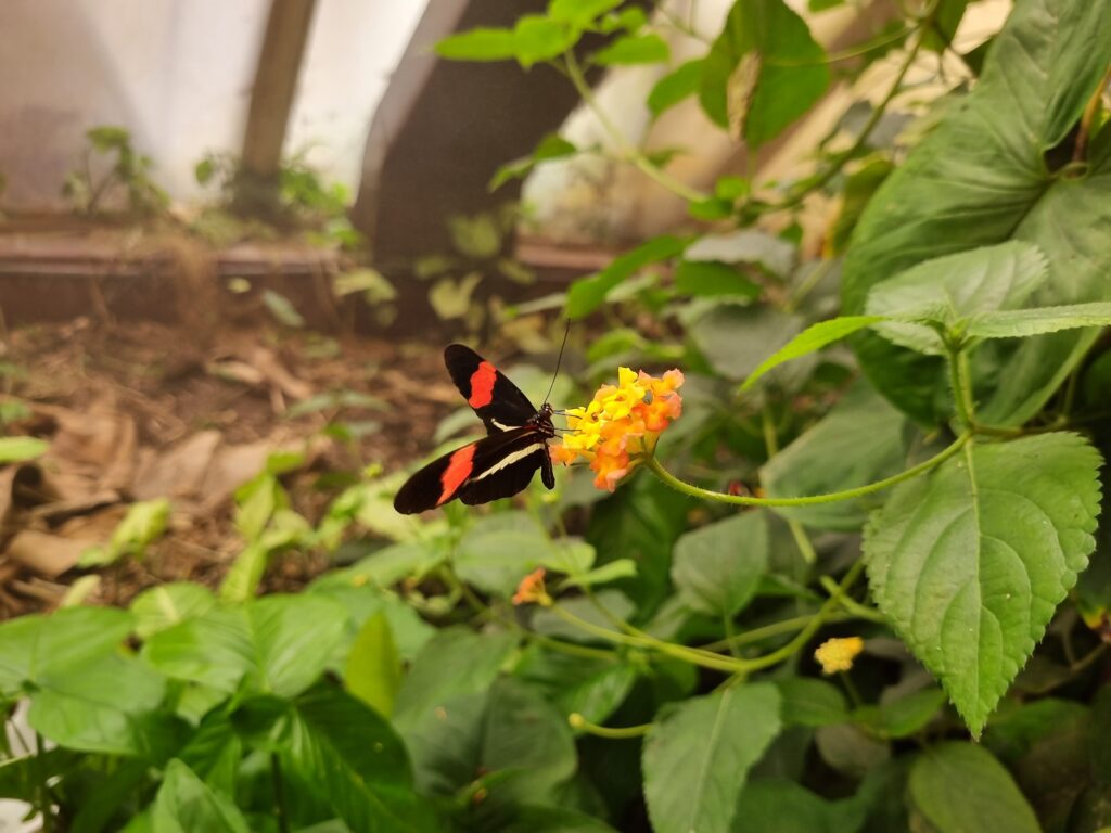 Samsung Galaxy S21 FE foto (57)