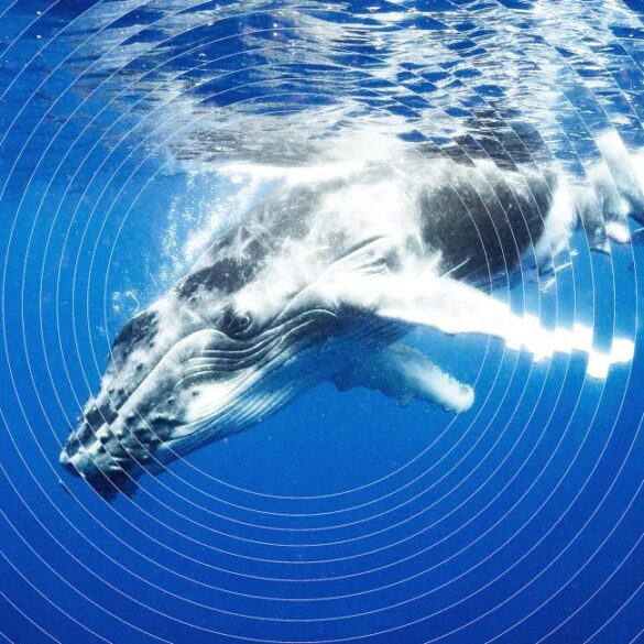 Ballena onda de sonido Boyas