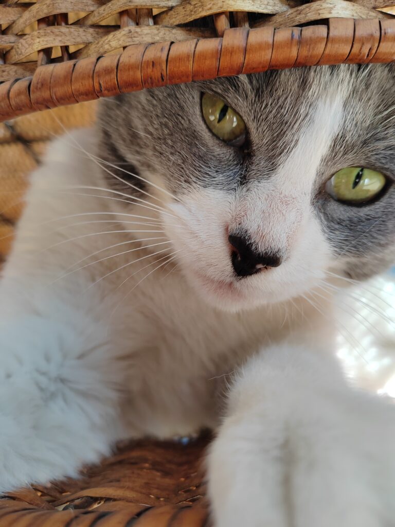 Foto 1 IMX800 Honor 70