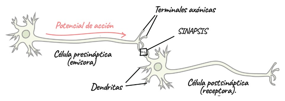 Representación de la sinapsis, la base de la computación neuromórfica.